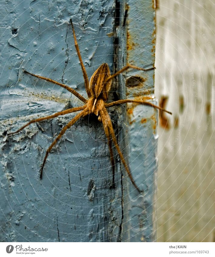 Pfui! Spinne! Farbfoto Gedeckte Farben Außenaufnahme Nahaufnahme Detailaufnahme Muster Strukturen & Formen Kontrast Profil Tier Wildtier 1 Bewegung gehen hängen