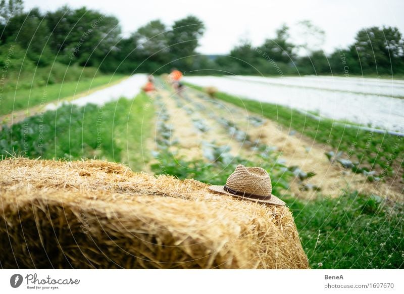 Alter Hut Arbeit & Erwerbstätigkeit Beruf Gartenarbeit Landwirt Bauernhof Landwirtschaft Forstwirtschaft Umwelt Natur Pflanze Grünpflanze Nutzpflanze Wiese Feld