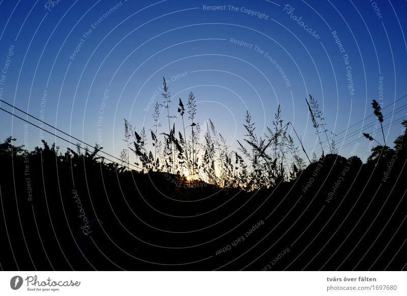 Sonnenuntergang hinter Gräsern Kabel Natur Himmel Wolkenloser Himmel Horizont Sonnenaufgang Sommer Pflanze Gras Wiese Feld blau schwarz Farbfoto Gedeckte Farben