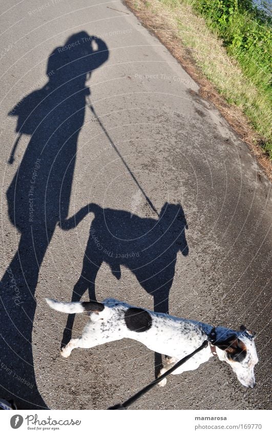 Comeback Flecki Straße Wege & Pfade Fell Tier Haustier Hund 1 Zeichen Fährte beobachten festhalten Aggression Zusammensein einzigartig klein lustig muskulös