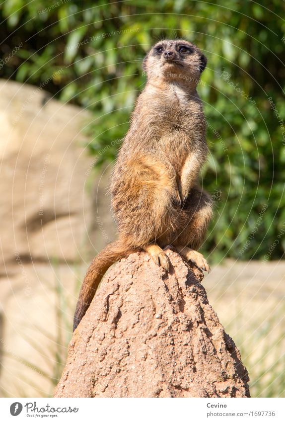 Na Hallo! Leipzig Deutschland Europa Tier Wildtier Zoo Erdmännchen 1 Blick Neugier niedlich Schutz Herde Erdhöhle Meerkatzen meerkat Zoologie tierisch Farbfoto