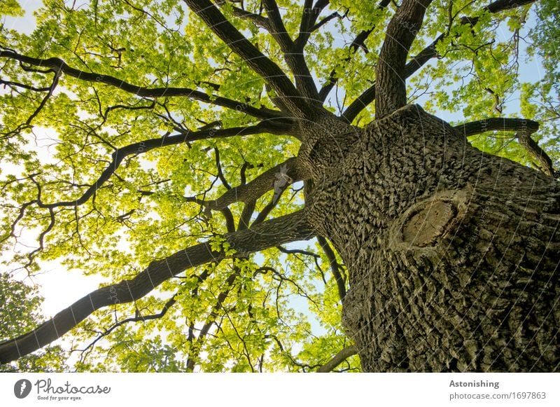 großer Baum Umwelt Natur Landschaft Pflanze Luft Himmel Sonne Sommer Wetter Schönes Wetter Blatt Park Wald Wien Österreich Holz alt heiß hoch braun gelb grün