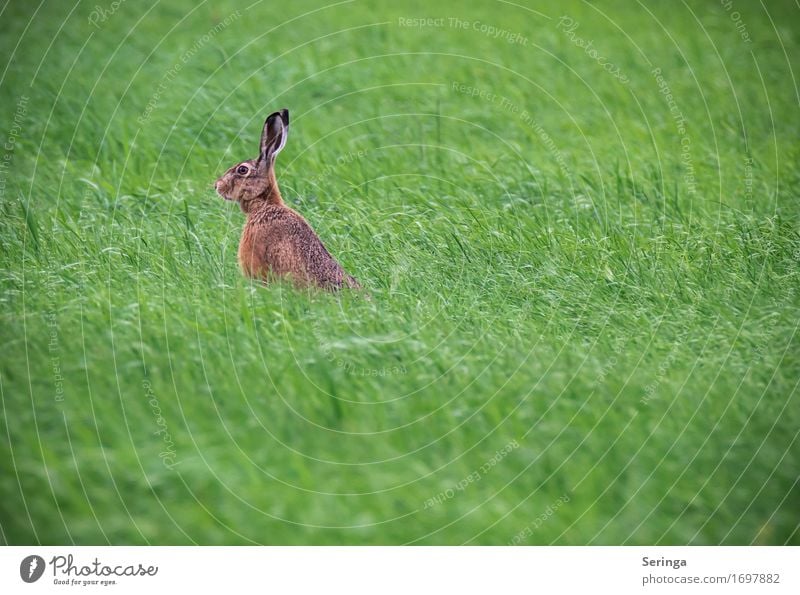 Feldhase auf der Wiese Natur Pflanze Gras Garten Park Wald Tier Wildtier Tiergesicht Fell Krallen Pfote Fährte Streichelzoo Feldhaase Kanienchen Haase 1 Fressen