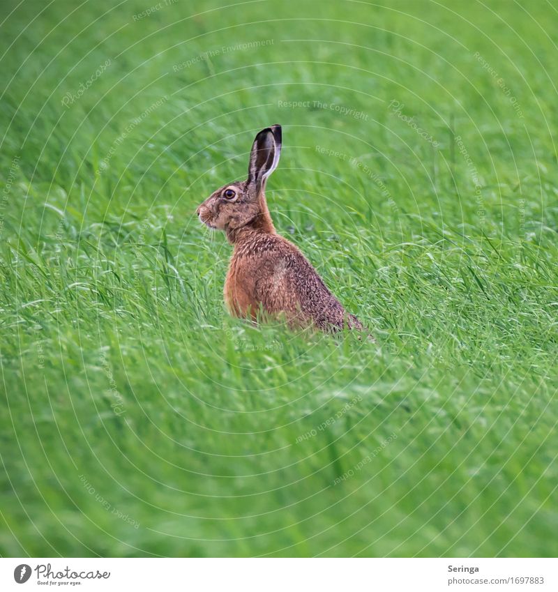 Feldhase im Grünen Wiese Tier Wildtier Tiergesicht Fell 1 Fressen Hase & Kaninchen Hasenbraten Farbfoto mehrfarbig Außenaufnahme Menschenleer Textfreiraum links