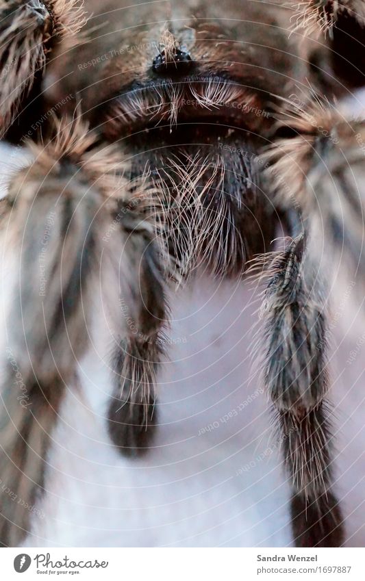 Von Angesicht zu Angesicht.. Tier Wildtier Spinne Tiergesicht 1 füttern gruselig niedlich Ekel Insekt Spinnenbiss krabbeln Terraristik Farbfoto Menschenleer