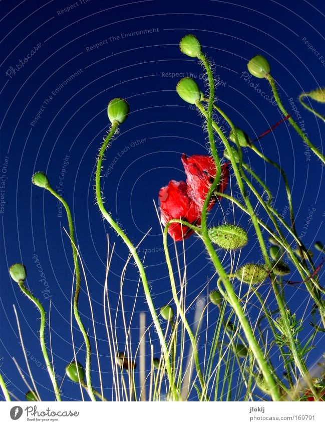 Up Farbfoto mehrfarbig Außenaufnahme Menschenleer Tag Blitzlichtaufnahme Kontrast Froschperspektive Natur Pflanze Himmel Wolkenloser Himmel Sommer Blume Gras