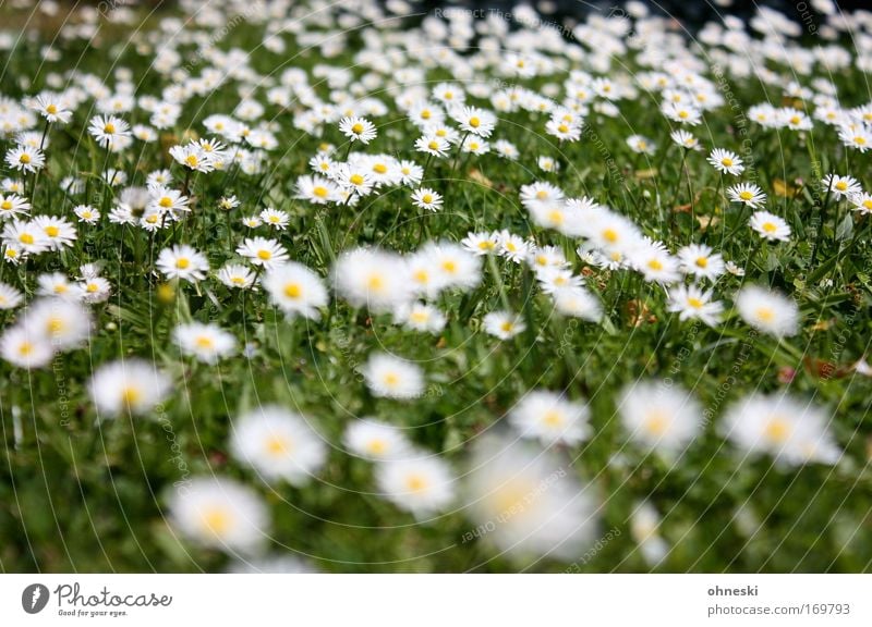 Sommerrasen Farbfoto mehrfarbig Muster Sonnenlicht Unschärfe Natur Pflanze Schönes Wetter Blume Gras Blüte Gänseblümchen Wiese Freundlichkeit Glück