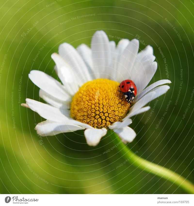 la coccinelle Farbfoto mehrfarbig Außenaufnahme Nahaufnahme Detailaufnahme Makroaufnahme Muster Strukturen & Formen Menschenleer Textfreiraum oben