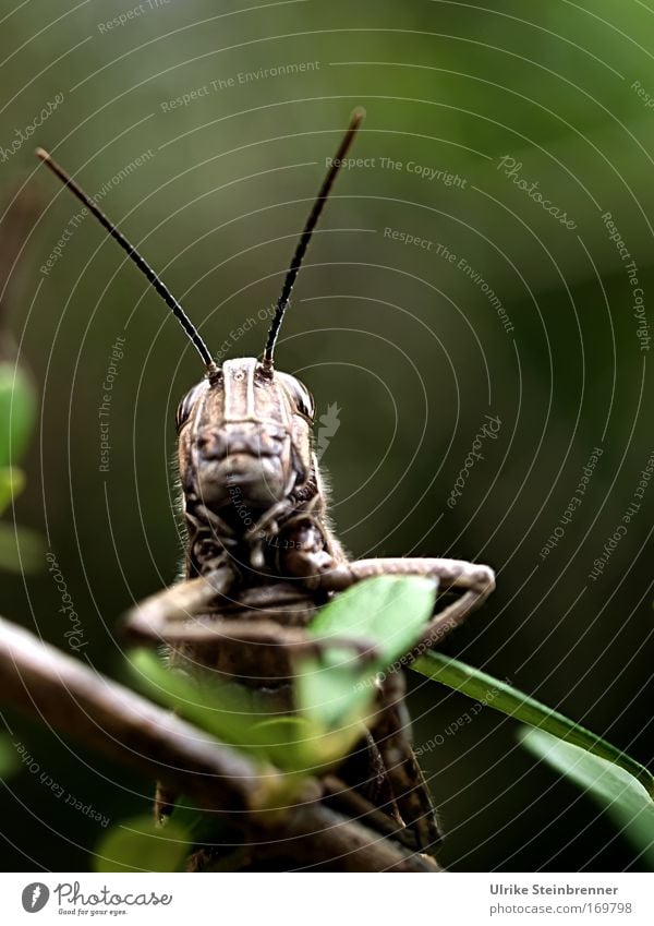 Große Heuschrecke mit langen Fühlern Natur Tier Frühling Sträucher Wildtier Tiergesicht Insekt Panzer Langfühlerschrecke Monster Fresswerkzeug 1 beobachten