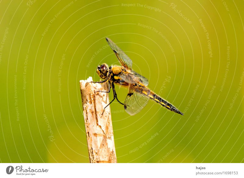 Vierfleck,Libellula quadrimaculata Leben Sommer Umwelt Natur Tier Wasser Blatt Teich Wildtier sitzen groß Libelle Groß Libelle Insekt Lebewesen Außenaufnahme