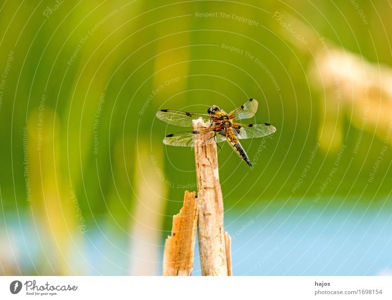 Vierfleck,Libellula quadrimaculata Leben Sommer Umwelt Natur Tier Wasser Blatt Teich Wildtier sitzen groß Libelle Groß Libelle Insekt Lebewesen Nahaufnahme