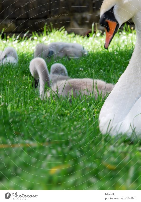 süüüüüß Natur Gras Park Wiese Teich Bach Fluss Wildtier Vogel Tierjunges Tierfamilie schön niedlich Beginn Umweltschutz Schwan Schnabel Küken Farbfoto