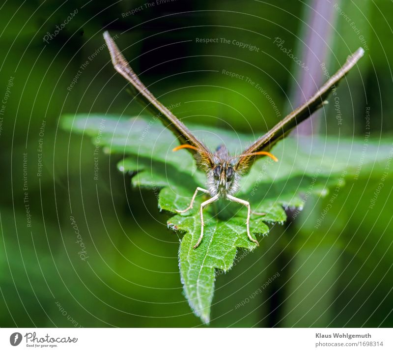 Abflug Umwelt Natur Tier Frühling Sommer Pflanze Blatt Wildpflanze Wiese Wald Schmetterling 1 braun grau grün Ochsenauge Flügel Fühler Abheben Farbfoto