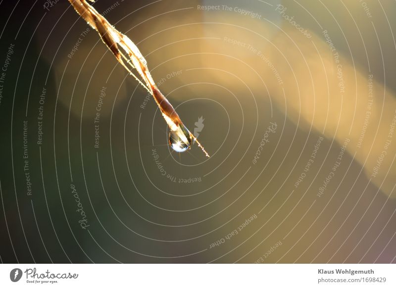 Juvel Natur Wasser Wassertropfen Frühling Sommer Herbst Schönes Wetter Regen Gras Wiese Wald glänzend leuchten nass blau braun gelb grün Reinheit Farbfoto
