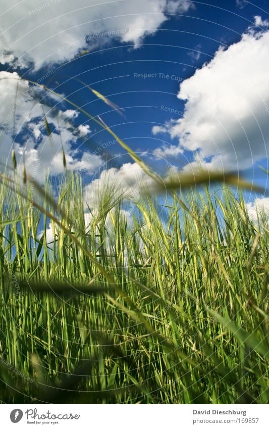 Perspektive einer Feldmaus Farbfoto Außenaufnahme Strukturen & Formen Tag Kontrast Froschperspektive Umwelt Natur Landschaft Pflanze Luft Himmel Wolken Sommer