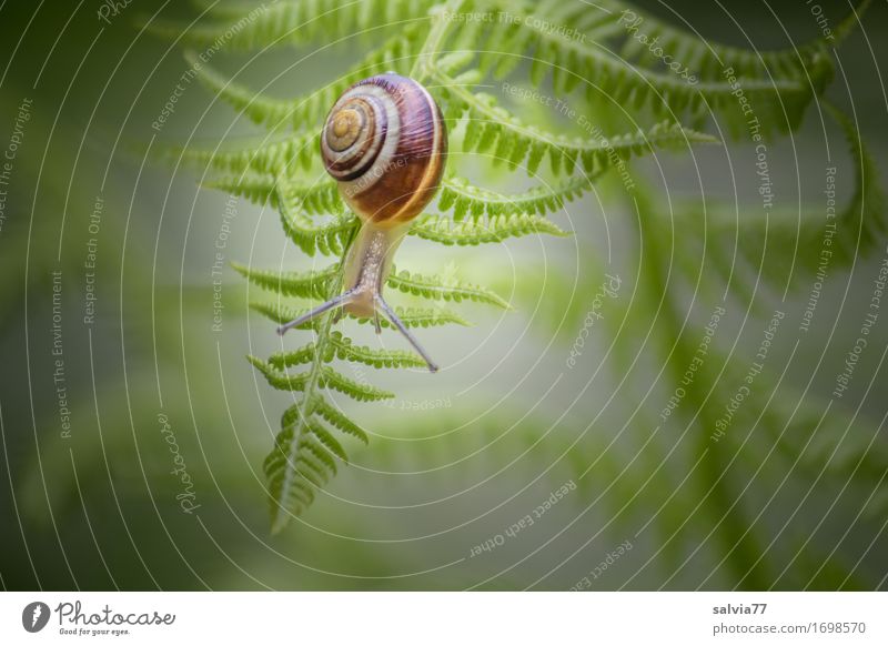 steil abwärts Natur Pflanze Tier Frühling Sommer Blatt Grünpflanze Wald Wildtier Schnecke Fühler 1 festhalten hängen Wachstum grau grün krabbeln Farbfoto