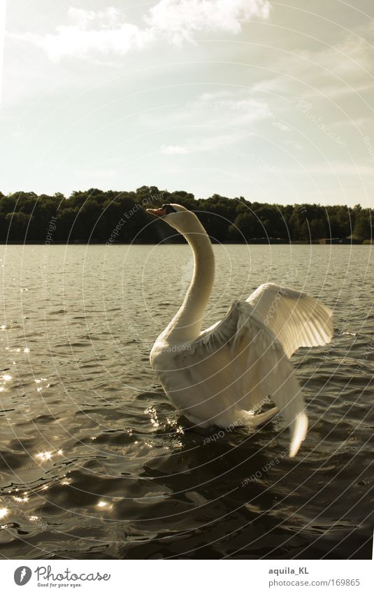 Traumhaft Farbfoto Außenaufnahme Menschenleer Textfreiraum oben Morgen Gegenlicht Tierporträt Wildtier Vogel Schwan 1 Tatkraft träumen Feder Flügel Wasser Sonne