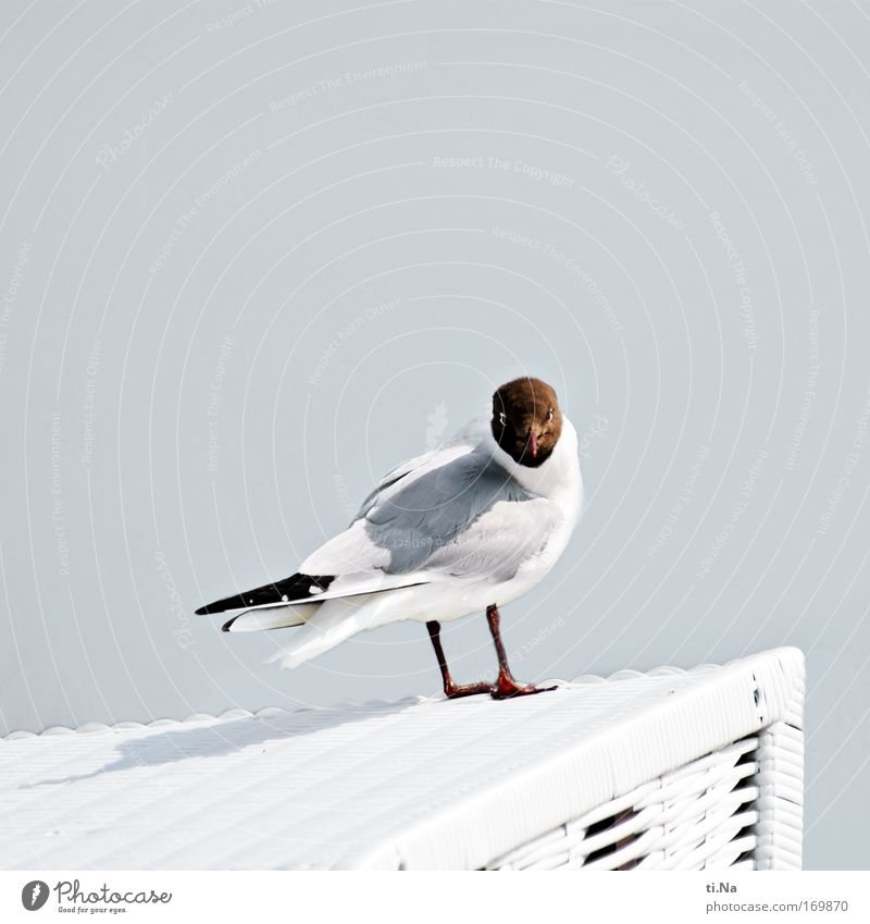 hast Du Pommes Außenaufnahme Textfreiraum oben Tag Blick in die Kamera Umwelt Natur Pflanze Luft Küste Nordsee Wildtier Vogel Flügel Lachmöwe 1 Tier warten