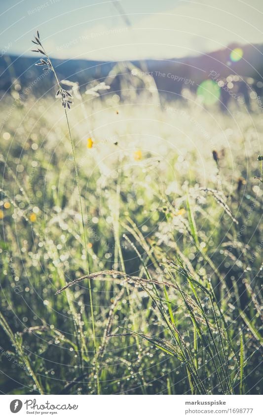 im frühtau morgentau Erholung ruhig Ferien & Urlaub & Reisen Tourismus Ausflug Abenteuer Ferne Freiheit Berge u. Gebirge wandern Garten Umwelt Natur Landschaft