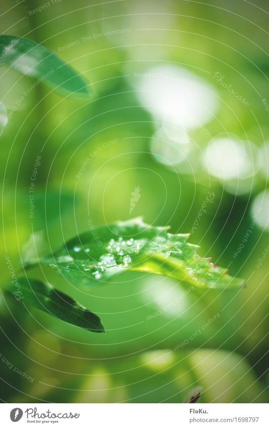 Das Velvet ist zurück Umwelt Natur Pflanze Urelemente Wasser Wassertropfen Frühling Sommer Baum Blatt Grünpflanze Garten Park Wald frisch nachhaltig nass