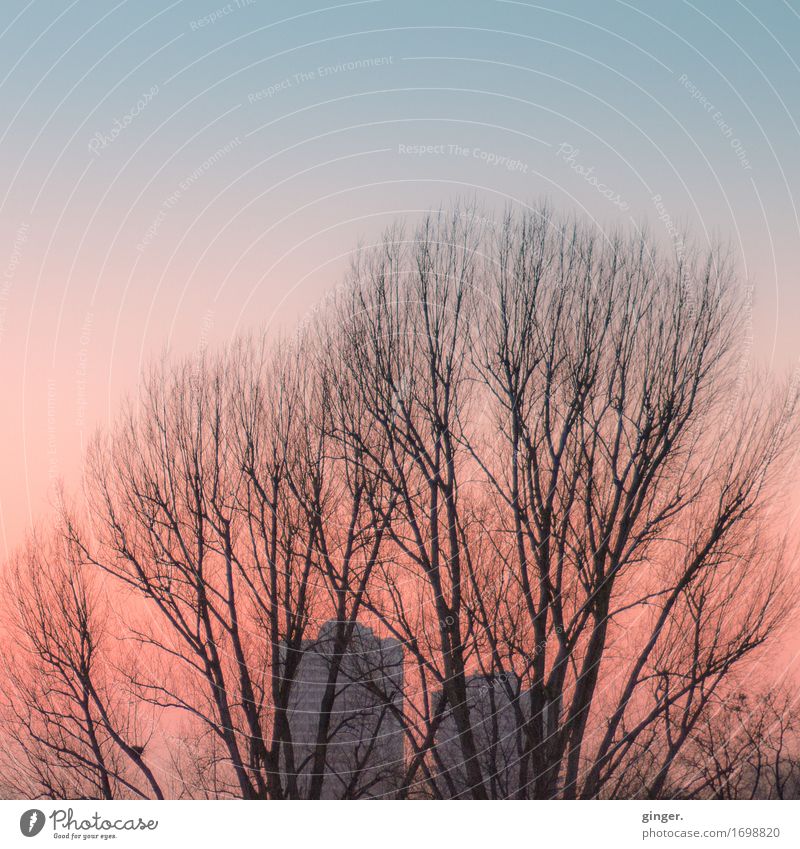 Abendrot Umwelt Himmel Wolkenloser Himmel Herbst Schönes Wetter Baum Stadt Park Hochhaus weich blau rosa Abenddämmerung Schönwetterbote Ast verdeckt Etage ruhig