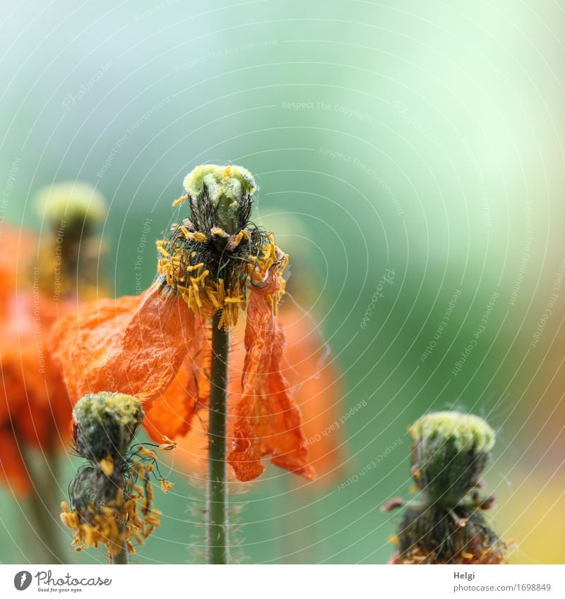 vergänglich... Umwelt Natur Pflanze Sommer Blume Blüte Mohnblüte Mohnkapsel Stengel Blütenblatt Pollen Garten Blühend stehen verblüht Wachstum authentisch