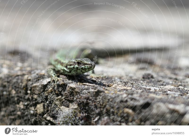 eidechse im blick Natur Tier Mauer Wand Wildtier Echte Eidechsen Reptil 1 beobachten Blick warten Sonnenbad heizen regenerativ Erholung Farbfoto Außenaufnahme