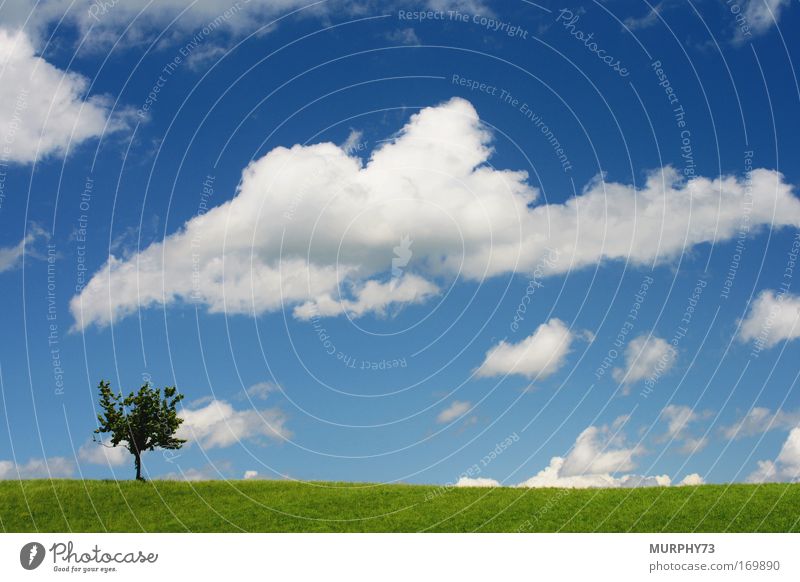 Wolkenhimmel über saftig grüner Wiese... Farbfoto mehrfarbig Außenaufnahme Menschenleer Textfreiraum links Textfreiraum rechts Textfreiraum oben