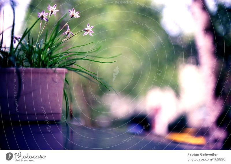 Balcony flower Farbfoto Außenaufnahme Textfreiraum rechts Textfreiraum unten Tag Schatten Schwache Tiefenschärfe Froschperspektive Wohnung Garten Natur Pflanze