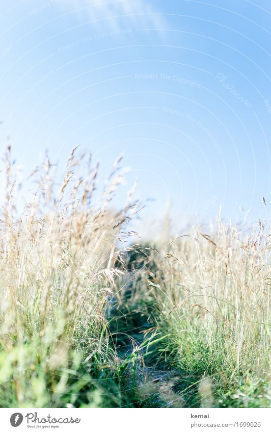 Weg im Grünen Leben harmonisch ruhig Freizeit & Hobby Freiheit Umwelt Natur Pflanze Wolkenloser Himmel Sonnenlicht Sommer Schönes Wetter Wärme Gras Grünpflanze