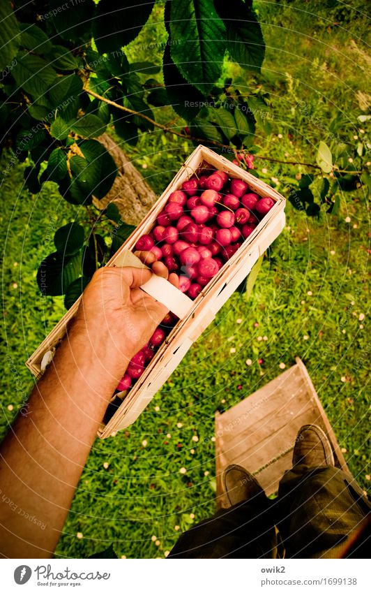 Schön festhalten maskulin Arme Hand Fuß 1 Mensch Umwelt Natur Pflanze Klima Schönes Wetter Baum Blatt Kirsche Korb Leiter Leitersprosse stehen lecker oben süß