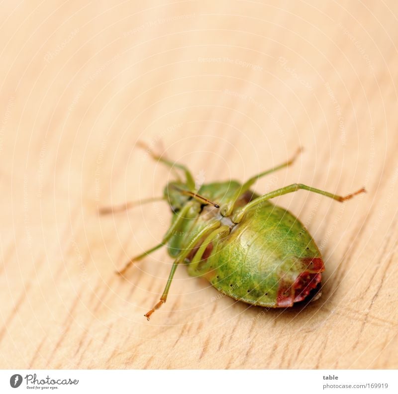 helpless Farbfoto Makroaufnahme Textfreiraum oben Natur Tier Wildtier Käfer Insekt 1 Bewegung krabbeln liegen bedrohlich Ekel groß klein niedlich schön unten