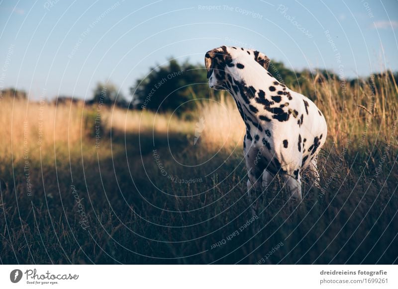 Was ist da? Natur Sonnenlicht Tier Haustier Hund 1 Blick stehen warten Freundlichkeit natürlich retro Vertrauen Neugier Überraschung Nervosität bedrohlich