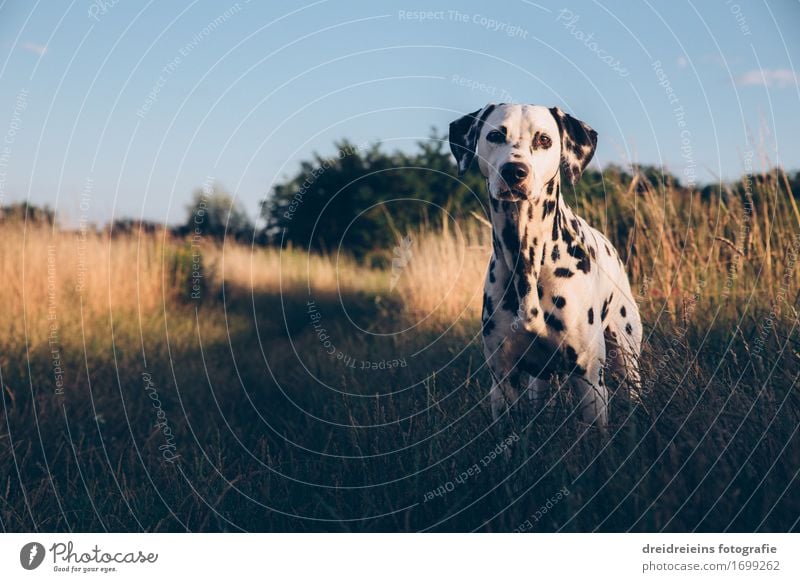 Sommertag in der Natur Umwelt Landschaft Sonnenlicht Schönes Wetter Tier Haustier Hund 1 Blick stehen warten ästhetisch Freundlichkeit Neugier niedlich