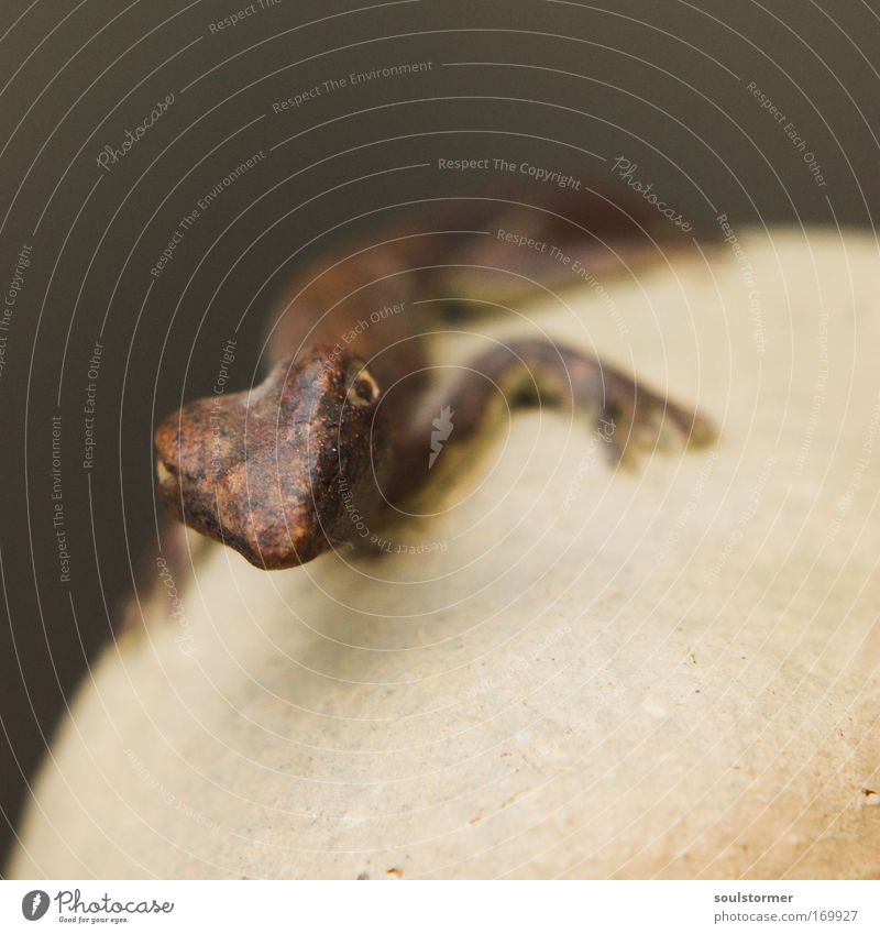 Fälschung Farbfoto Gedeckte Farben Innenaufnahme Studioaufnahme Nahaufnahme Makroaufnahme Kunstlicht Froschperspektive Tierporträt Blick in die Kamera Wildtier