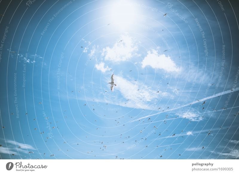 fliegende Vögel an hellblauem Himmel Abenteuer Ferne Freiheit Tier Wildtier Vogel 1 Schwarm sportlich Natur Farbfoto Außenaufnahme Menschenleer