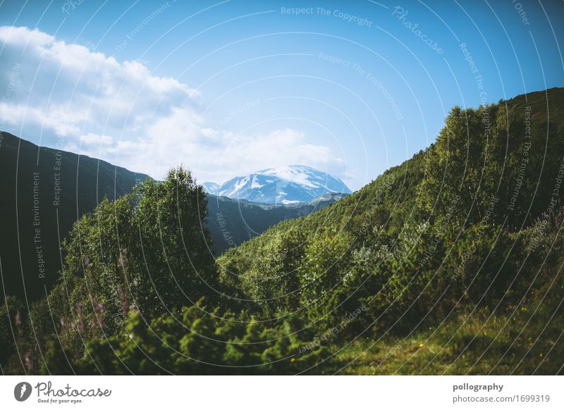 landscape Ausflug Abenteuer Ferne Freiheit Sightseeing Berge u. Gebirge Natur Landschaft Tier Himmel Wolken Wetter Schönes Wetter Wald Alpen Gipfel