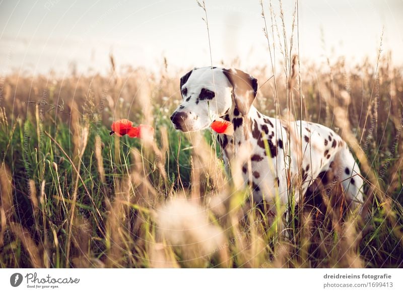 Neugieriger Hund. Natur Pflanze Sommer Tier Haustier 1 beobachten warten Freundlichkeit natürlich niedlich Lebensfreude Sympathie Ehrlichkeit Interesse