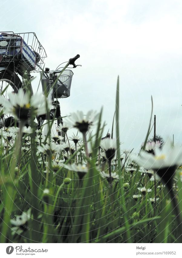 ein Fahrrad mit Drahtkorb steht an einer Wiese mit Gänseblümchen Farbfoto Gedeckte Farben Außenaufnahme Menschenleer Textfreiraum oben Tag Froschperspektive