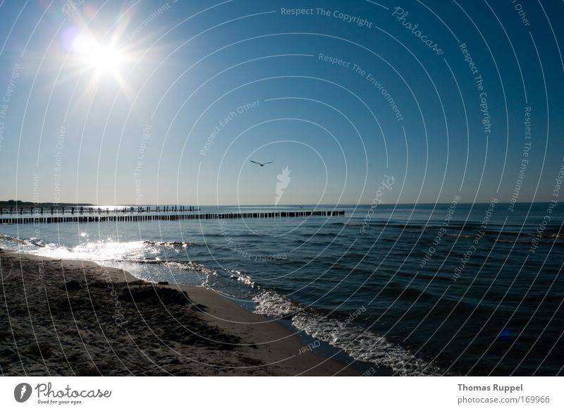 Strandflug Farbfoto Außenaufnahme Menschenleer Textfreiraum rechts Textfreiraum oben Textfreiraum unten Abend Silhouette Reflexion & Spiegelung Sonnenlicht