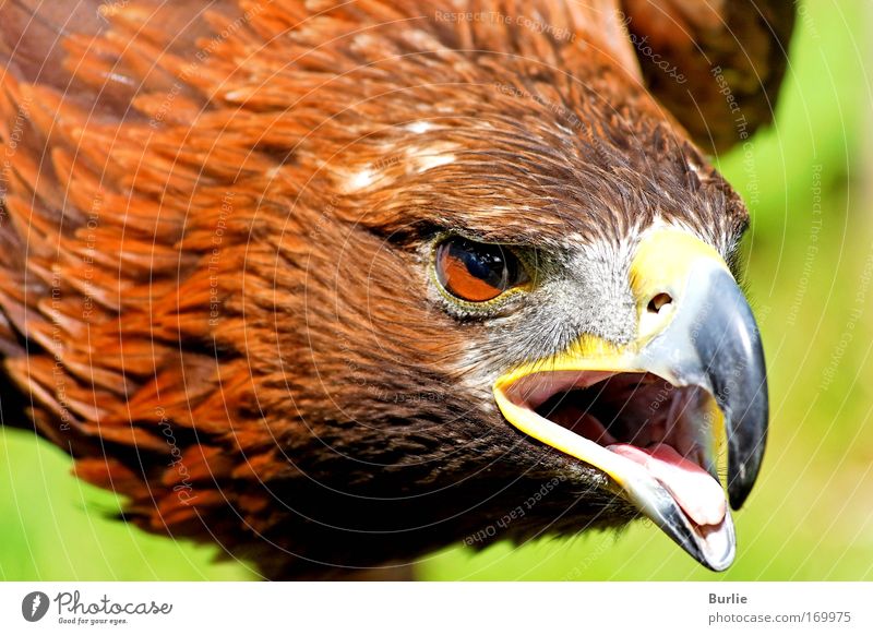 König der Lüfte 3 Farbfoto Außenaufnahme Totale Blick nach vorn Tier Vogel Flügel 1 fliegen Jagd ästhetisch bedrohlich elegant gigantisch groß klug