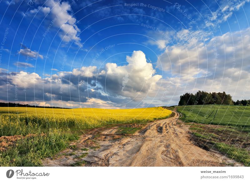 Rapsfelder der Landstraße im Frühjahr Sommer Landwirtschaft Forstwirtschaft Industrie Natur Landschaft Pflanze Himmel Wolken Sonnenaufgang Sonnenuntergang