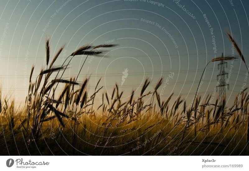 Korn Farbfoto Außenaufnahme Detailaufnahme Textfreiraum oben Abend Dämmerung Schatten Kontrast Silhouette Sonnenlicht Sonnenaufgang Sonnenuntergang