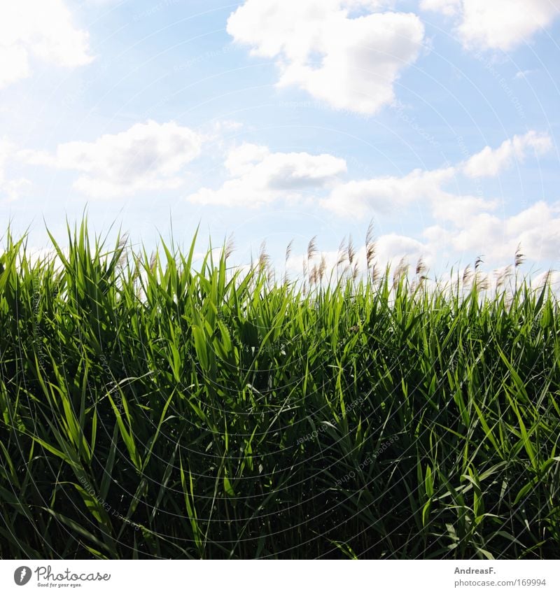 Verlandet. Farbfoto mehrfarbig Außenaufnahme Textfreiraum oben Textfreiraum unten Sonnenlicht Umwelt Natur Landschaft Pflanze Himmel Wolken Sommer Klimawandel