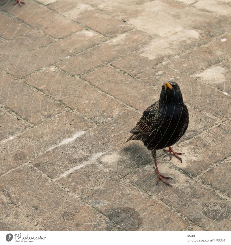 Super-Star Umwelt Natur Tier Park Platz Wildtier Vogel 1 beobachten Blick warten schwarz Neugier gefiedert Pflastersteine Ornithologie Farbfoto Gedeckte Farben