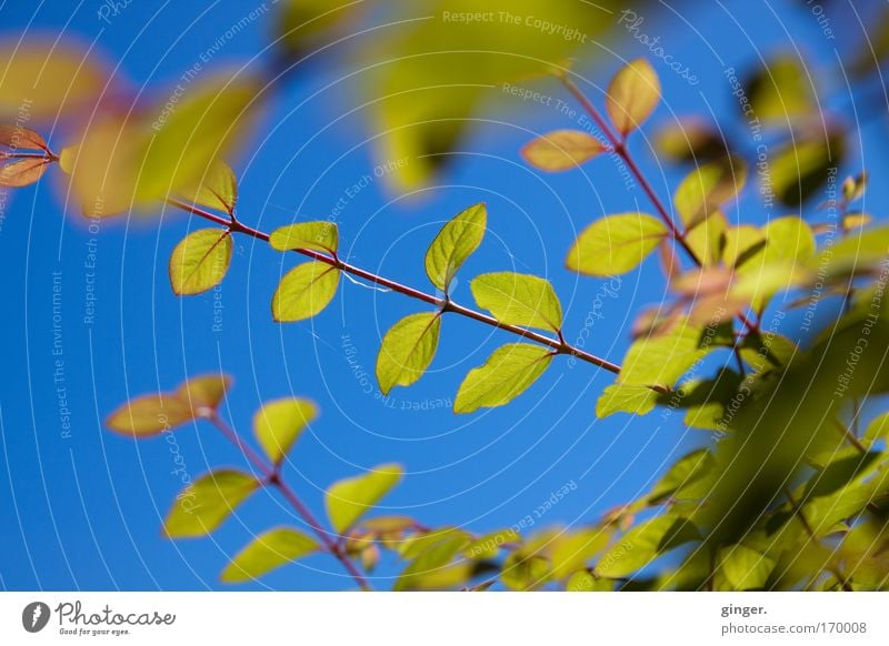 Die Farben der Saison Natur Pflanze Himmel Wolkenloser Himmel Sonnenlicht Frühling Schönes Wetter Sträucher Blatt blau grün durchscheinend Farbenspiel