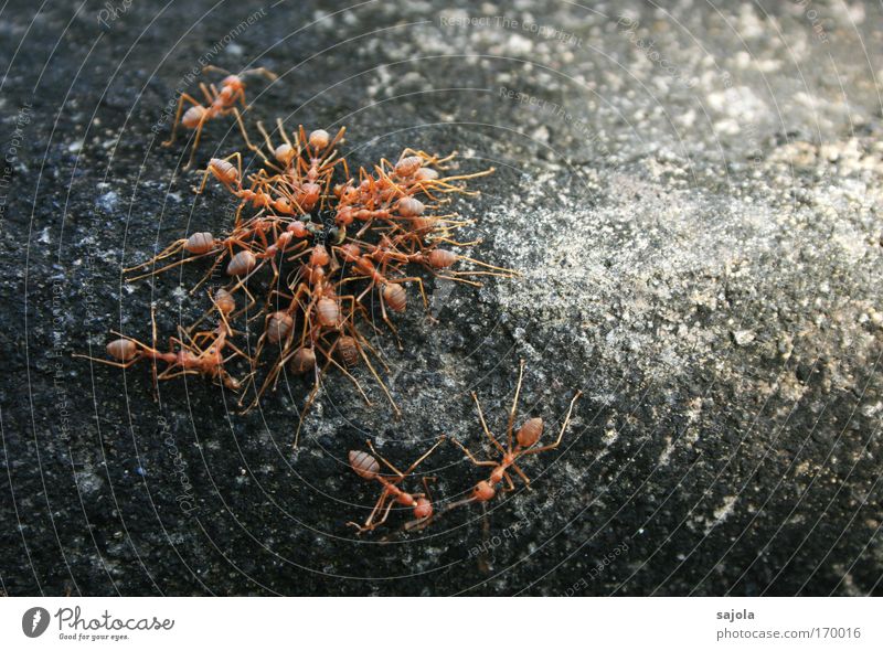 ameisenteamwork Farbfoto Außenaufnahme Nahaufnahme Textfreiraum rechts Tierporträt Ganzkörperaufnahme Natur Mauer Wand Insekt Ameise Tiergruppe Stein Beton