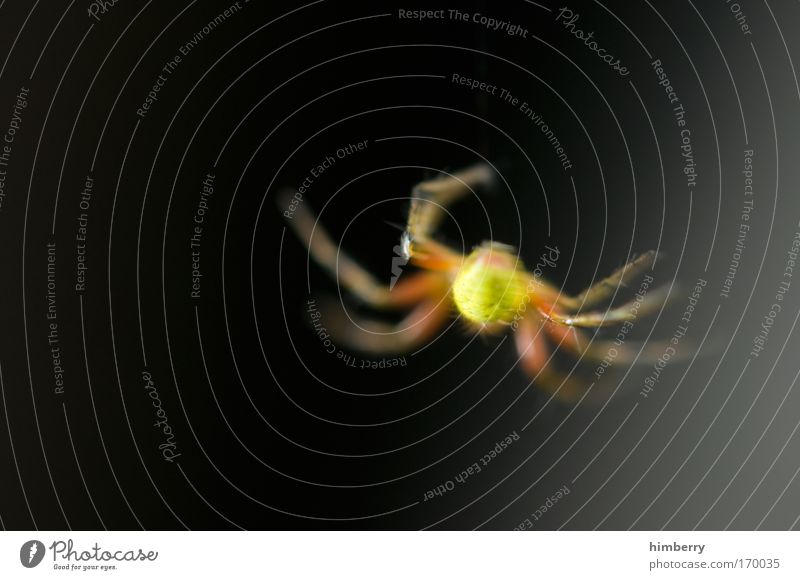 spinnst du? Farbfoto mehrfarbig Außenaufnahme Nahaufnahme Detailaufnahme Makroaufnahme Textfreiraum links Textfreiraum oben Textfreiraum unten