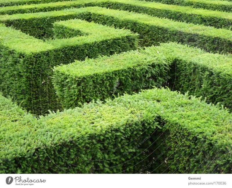 Labyrinth Tourismus Ausflug Sightseeing Sommer Irrgarten Natur Pflanze Sträucher Blatt Grünpflanze Garten Park Hecke Sehenswürdigkeit Denken entdecken gehen