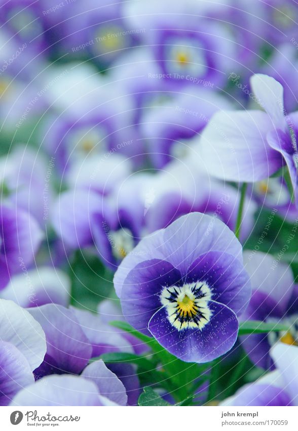 viola Farbfoto mehrfarbig Außenaufnahme Textfreiraum oben Schwache Tiefenschärfe Pflanze Blume Stiefmütterchenblüte Park Friedhof Blühend Kitsch schön violett